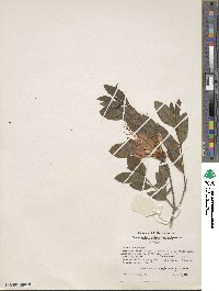 Rhododendron cumberlandense image