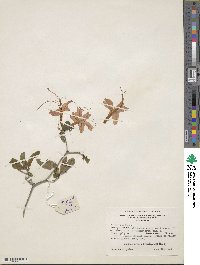 Rhododendron cumberlandense image