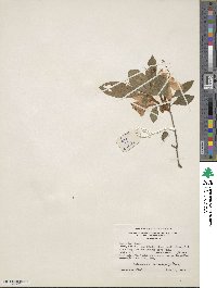 Rhododendron cumberlandense image
