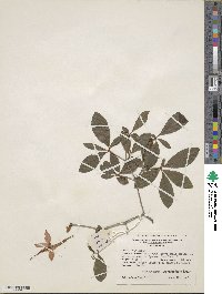 Rhododendron cumberlandense image