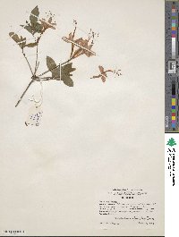 Rhododendron cumberlandense image