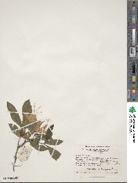 Rhododendron cumberlandense image
