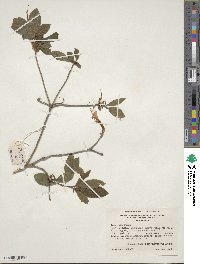 Rhododendron cumberlandense image