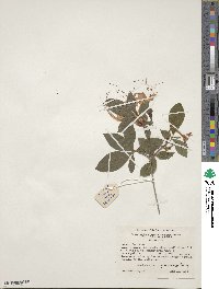Rhododendron cumberlandense image