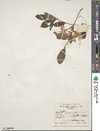 Rhododendron cumberlandense image