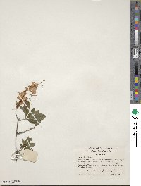 Rhododendron cumberlandense image