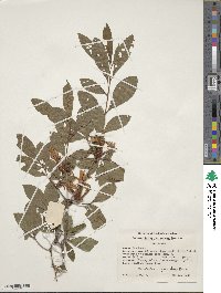 Rhododendron cumberlandense image