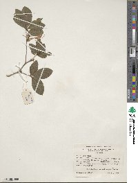 Rhododendron cumberlandense image