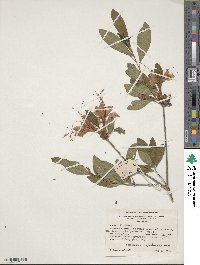 Rhododendron cumberlandense image