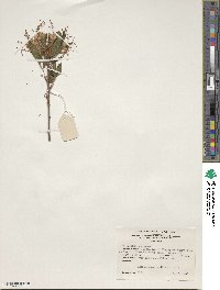 Rhododendron periclymenoides image