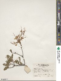 Rhododendron periclymenoides image