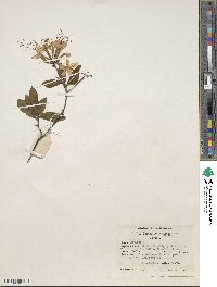 Rhododendron periclymenoides image