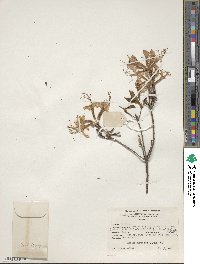 Rhododendron periclymenoides image