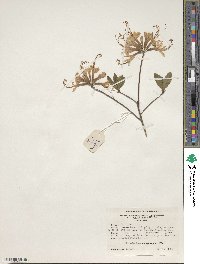 Rhododendron periclymenoides image