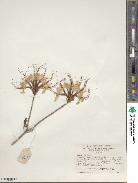 Rhododendron periclymenoides image