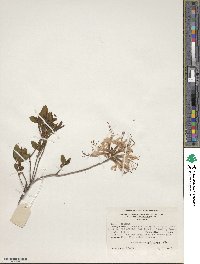 Rhododendron periclymenoides image