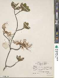 Rhododendron periclymenoides image