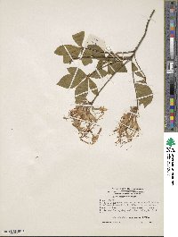 Rhododendron periclymenoides image