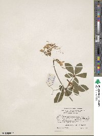 Rhododendron periclymenoides image