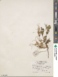 Rhododendron periclymenoides image