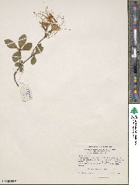 Rhododendron periclymenoides image
