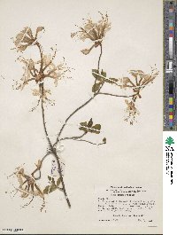 Rhododendron periclymenoides image