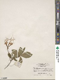 Rhododendron periclymenoides image