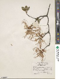 Rhododendron periclymenoides image