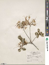 Rhododendron periclymenoides image