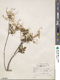 Rhododendron periclymenoides image