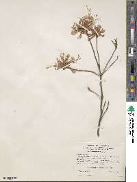 Rhododendron periclymenoides image