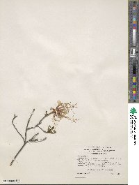 Rhododendron periclymenoides image