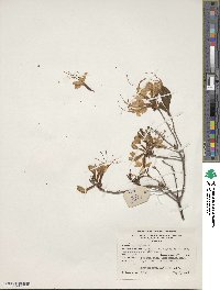 Rhododendron periclymenoides image