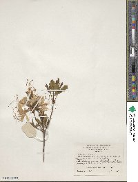 Rhododendron periclymenoides image