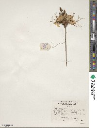 Rhododendron periclymenoides image