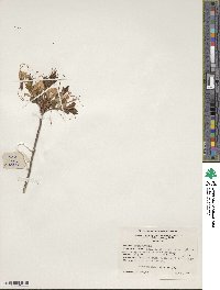 Rhododendron periclymenoides image