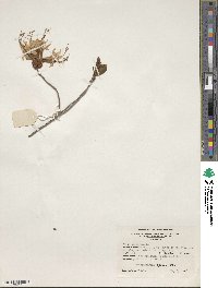 Rhododendron periclymenoides image