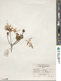 Rhododendron periclymenoides image