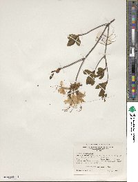 Rhododendron periclymenoides image