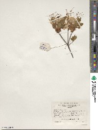 Rhododendron periclymenoides image