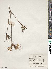 Rhododendron periclymenoides image