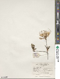Rhododendron periclymenoides image