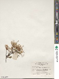 Rhododendron periclymenoides image