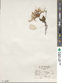 Rhododendron periclymenoides image