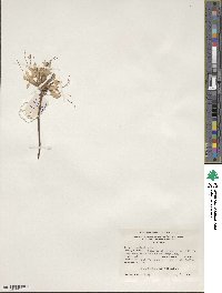 Rhododendron periclymenoides image