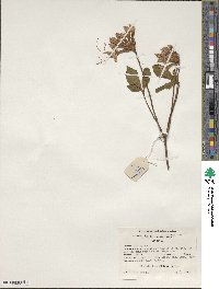 Rhododendron periclymenoides image