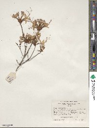 Rhododendron periclymenoides image