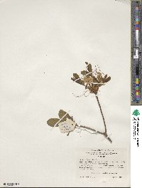 Rhododendron periclymenoides image
