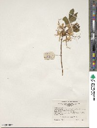 Rhododendron periclymenoides image