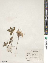 Rhododendron periclymenoides image